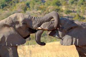 18 Days South Africa