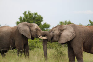 12 Days Kruger Park & Cape Town