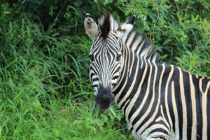 20 Days Botswana & Namibia